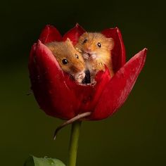 two brown mice sitting in the middle of a red flower