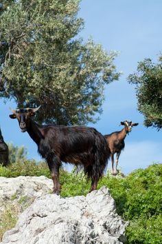 two goats standing on top of a rocky hill next to an olive tree in the background