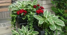 three planters filled with red and green plants next to a brick wall in front of a house