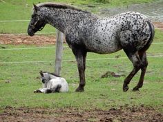 a spotted horse standing next to a white and black pony laying down in the grass