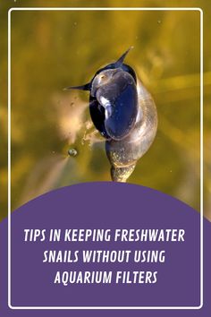 a fish swimming in water with the words tips in keeping fresh water snails without using aquarium filters