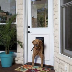 a brown dog standing in front of a white door with a blue potted plant next to it