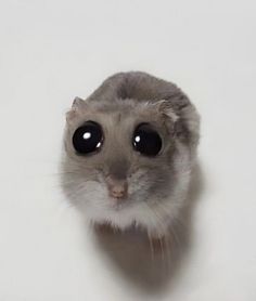 a close up of a small animal with big eyes and an odd look on it's face