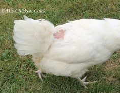 a white chicken standing on top of a lush green field