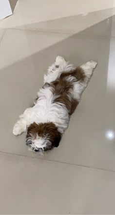 a brown and white dog laying on the floor