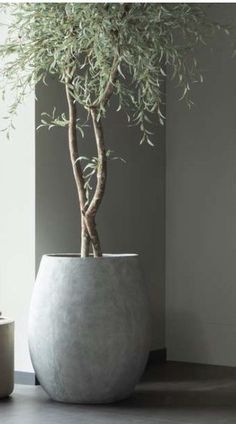 a potted plant sitting on top of a table next to a vase with an olive tree in it