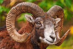 a ram with large horns standing in front of trees