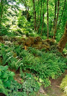 a lush green forest filled with lots of trees and plants on top of a hill