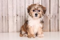 a small brown and white dog sitting on top of a floor next to a wooden fence