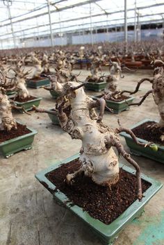 many bonsai trees are in trays with dirt on the floor and one is growing