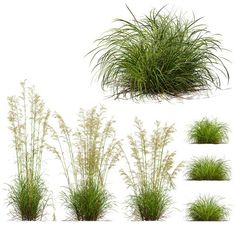 various types of grass on a white background