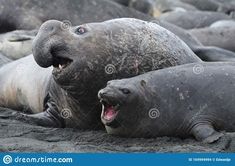 two elephant seals lying on the sand with their mouths open and one seal laying down