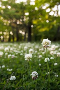 some white flowers are in the middle of a green grass field with trees and sunlight shining on them