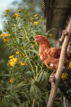 a brown chicken standing on top of a tree branch next to some yellow and white flowers