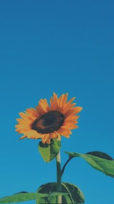 a large sunflower with green leaves against a blue sky