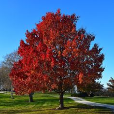 a red tree in the middle of a park