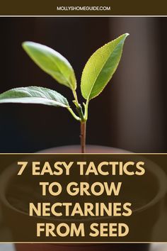 a close up of a plant with the words 7 easy tricks to grow nectarines from seed