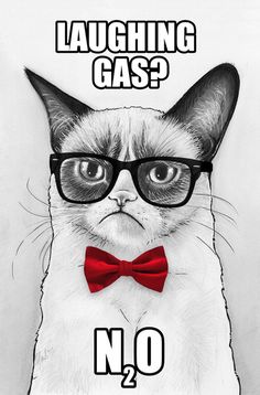 a cat wearing glasses and a red bow tie with the caption laughing gas? no