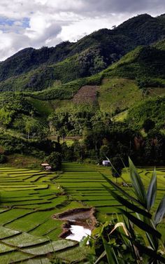 a lush green valley with mountains in the background