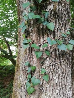 ivy growing on the bark of a tree