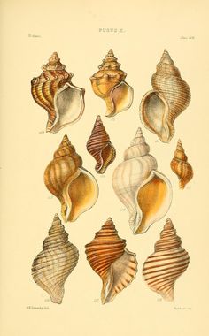 an antique print of seashells from the 19th century, showing different shapes and sizes