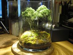 a glass jar filled with moss and trees