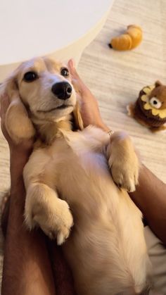 a person holding a small dog in their arms with stuffed animals on the floor behind them