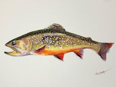 a painting of a fish on a white background