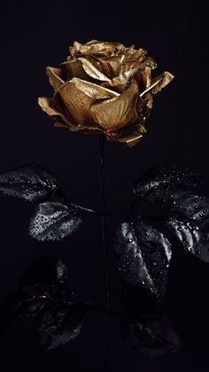 a gold rose with water droplets on it's petals in the dark, against a black background