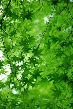 green leaves are hanging from the branches of trees