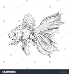 a black and white drawing of a goldfish on a white background stock photo edit