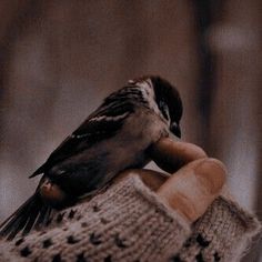 a small bird perched on top of someone's hand wearing a knitted mitt