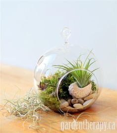 an air plant in a glass bowl filled with rocks