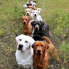 a group of dogs that are standing in the grass with one dog looking at the camera