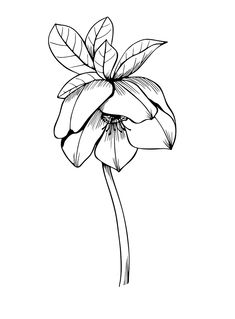 Winter Sketchbook, Buttercup Ranunculus, Line Art Floral, Drawing Line Art