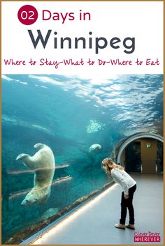 a girl looking at a polar bear in an aquarium with text overlay that reads, 20 days in winnipeg