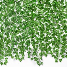 green ivy leaves on a white background