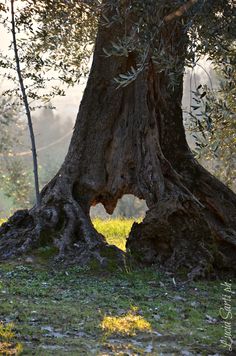 an old olive tree in the middle of a field with sun shining on it's branches