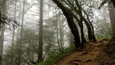 a trail in the woods with lots of trees on both sides and foggy skies above