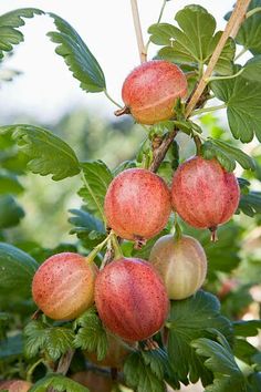 the fruit is still on the tree and ready to be picked from it's branches