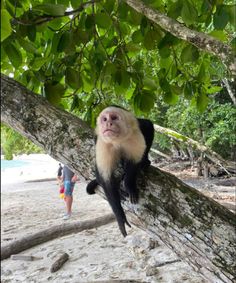 a white faced monkey sitting on top of a tree branch next to a person walking in the background