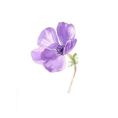 a purple flower on a white background is shown in this image, it appears to be painted with watercolors