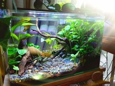 an aquarium filled with plants and rocks on top of a wooden table next to a window