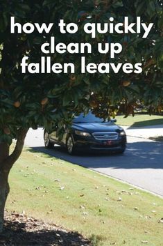 fall leaf cleanup Yard Clean Up Tips, Leaf Clean Up, Yard Cleaning, Patio Trees, Video Garden, Yard Care, Fall Fruits, Garden Types