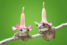 two small frogs with pink flowers on their heads sitting on a tree branch against a green background