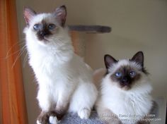 two siamese cats sitting on top of a cat tree and looking at the camera