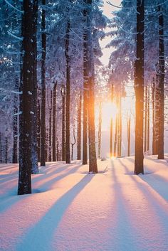 the sun is shining through the trees in the snow