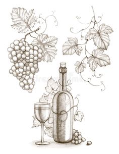 a wine bottle and glass with grapes on the vine drawing by hand, black and white