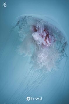 an underwater jellyfish swimming in the water