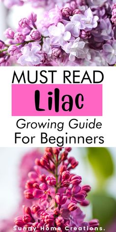 lilac Lilac Varieties, Garden Prepping, Syringa Vulgaris, Gardening Zones, School Garden, Replant